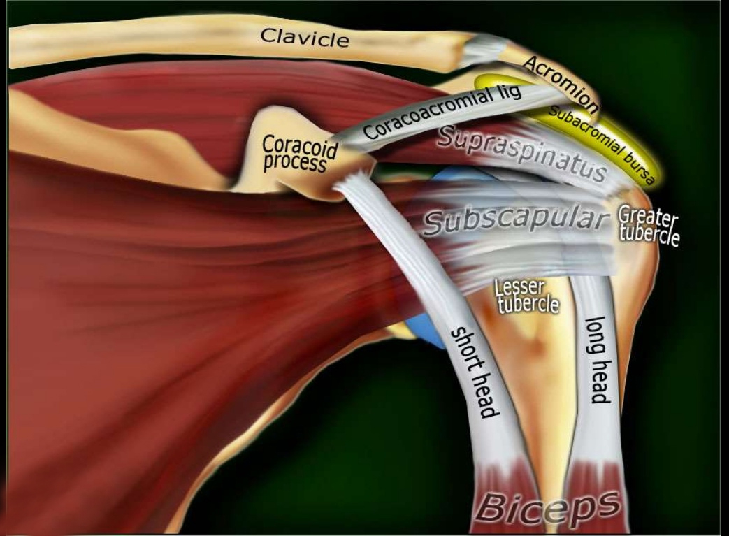 Rotator Cuff Muscle Injury Tear Treatment Dr. Bock Pain-FREE Shoulder Clinic